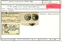Karteikarte zum Holotyp von Rotalia scutellaris Karrer, 1865